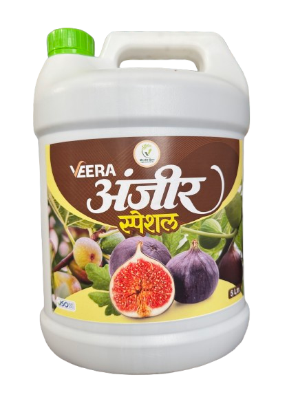 Anjeer Special